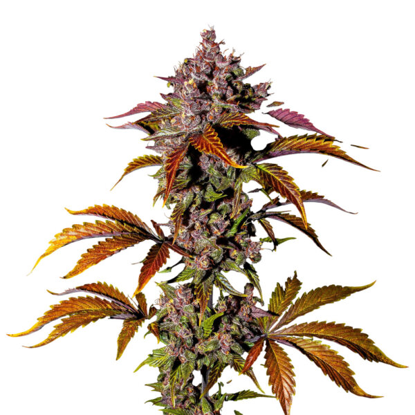 FastBuds Blackberry Auto