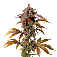 FastBuds Blackberry Auto