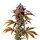 FastBuds Blackberry Auto 1 Samen