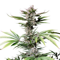 FastBuds Cherry Cola Auto 1 Samen