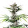 FastBuds Cherry Cola Auto 3 Samen