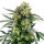 Sensi Seeds Blueberry Zkittlez Automatic 5 Samen