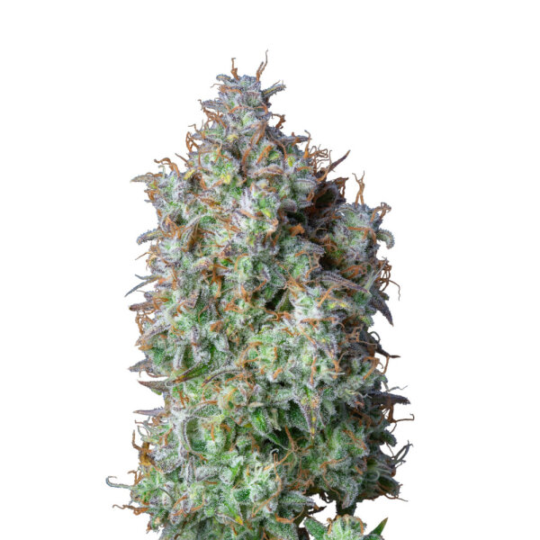 FastBuds Forbidden Runtz Auto 1 Samen