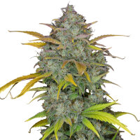 FastBuds Gelato Auto 1 Samen