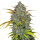 FastBuds Gelato Auto 1 Samen