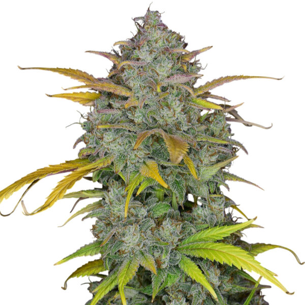 FastBuds Gelato Auto 3 Samen