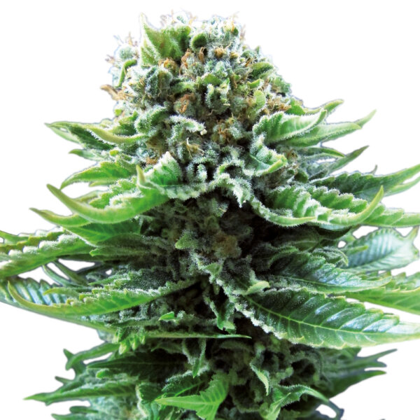 Sensi Seeds Northern Lights Automatic