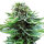 Sensi Seeds Northern Lights Automatic