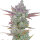 FastBuds Gorilla Cookies Auto