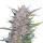 FastBuds Gorilla Punch Auto