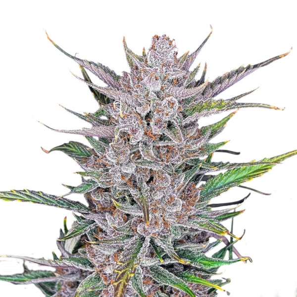 FastBuds Gorilla Punch Auto 1 Samen