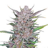 FastBuds Gorilla Punch Auto 1 Samen