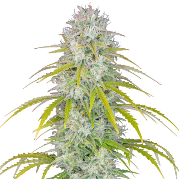 FastBuds Orange Sherbet Auto
