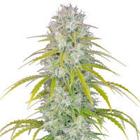 FastBuds Orange Sherbet Auto