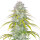 FastBuds Orange Sherbet Auto 3 Samen