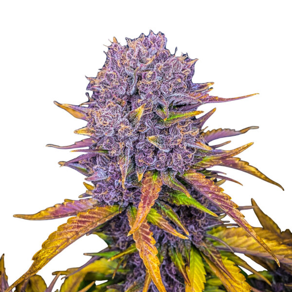 FastBuds Purple Lemonade Auto
