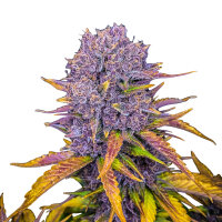 FastBuds Purple Lemonade Auto