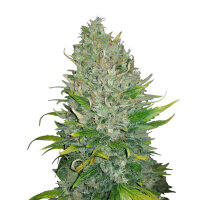 FastBuds Z Auto 1 Samen