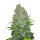 FastBuds Z Auto 1 Samen