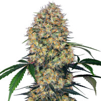 Sensi Seeds Sensi Amnesia XXL Automatic 3 Samen