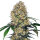 Sensi Seeds Sensi Amnesia XXL Automatic 3 Samen