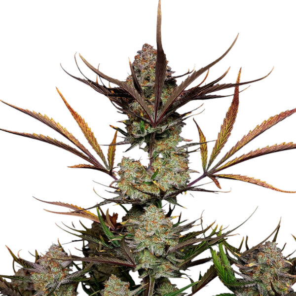 FastBuds Apple Strudel Auto 3 Samen