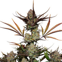 FastBuds Apple Strudel Auto 3 Samen