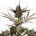 FastBuds Apple Strudel Auto 3 Samen