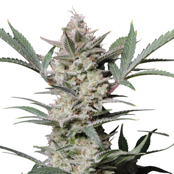 Fastbuds Strawberry Gorilla Auto