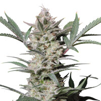 Fastbuds Strawberry Gorilla Auto 1 Samen