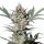 Fastbuds Strawberry Gorilla Auto 3 Samen