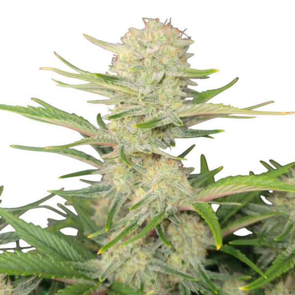 FastBuds Apricot Auto