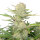 FastBuds Apricot Auto 1 Samen
