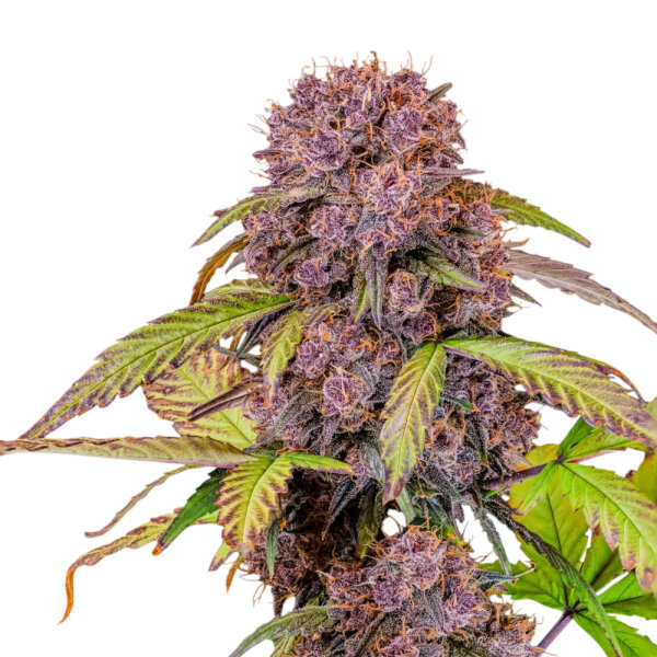 FastBuds Lemon Cherry Cookies Auto