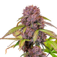 FastBuds Lemon Cherry Cookies Auto 3 Samen