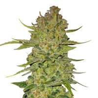 Fastbuds Papaya Cookies Auto
