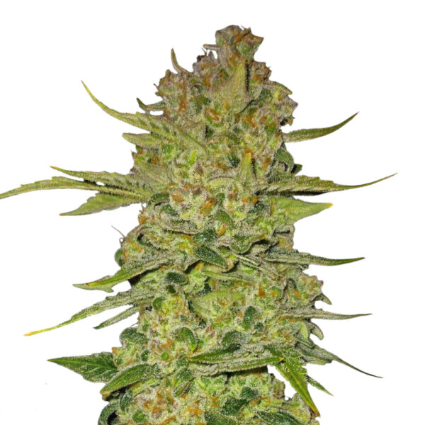 Fastbuds Papaya Cookies Auto 1 Samen