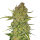 Fastbuds Papaya Cookies Auto 1 Samen