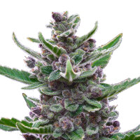 FastBuds Tropicana Cookies Auto