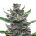 FastBuds Tropicana Cookies Auto