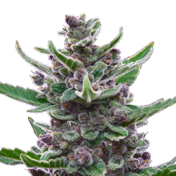 FastBuds Tropicana Cookies Auto 1 Samen