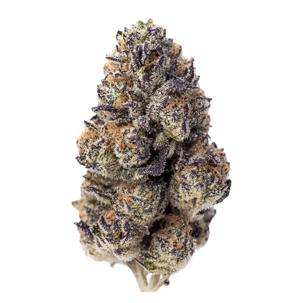 FastBuds Papaya Sherbet Feminisiert