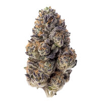 FastBuds Papaya Sherbet Feminisiert