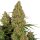 Sensi Seeds Sticky Orange XXL Automatic 3 Samen