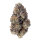 FastBuds Papaya Sherbet Feminisiert 3 Samen