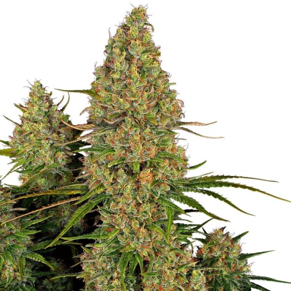 Sensi Seeds Sticky Orange XXL Automatic 5 Samen