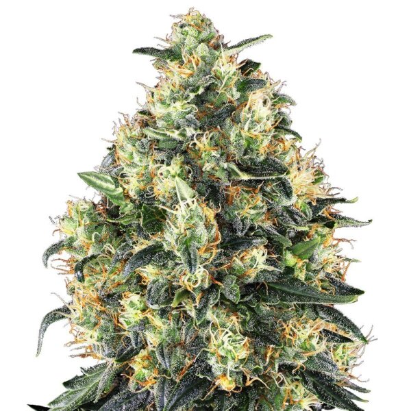 Sensi Seeds Super Skunk Automatic