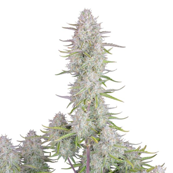 FastBuds Wedding Cheesecake Auto