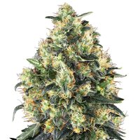 Sensi Seeds Super Skunk Automatic 3 Samen