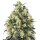 Sensi Seeds Super Skunk Automatic 3 Samen